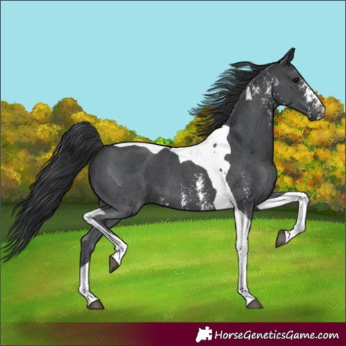 Horse Color:Black Sabino Tobiano 