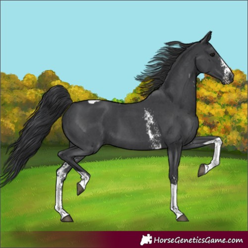 Horse Color:Black Sabino Tobiano