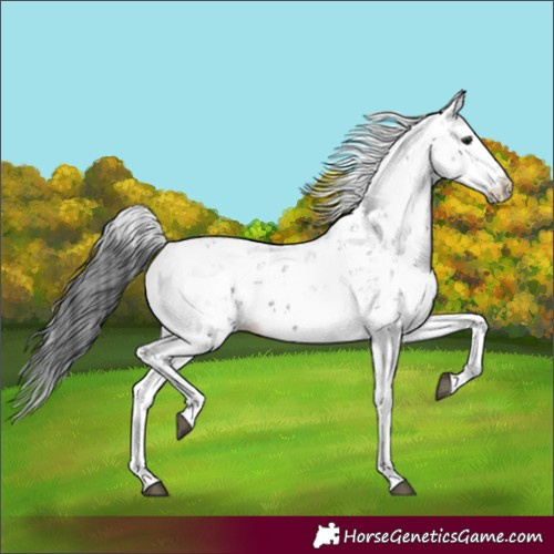 Horse Color:Black Sabino 