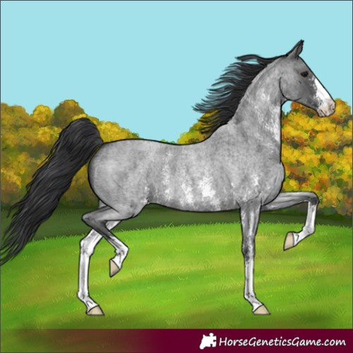 Horse Color:Blue Roan Sabino