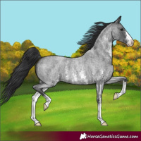 Horse Color:Blue Roan Sabino 