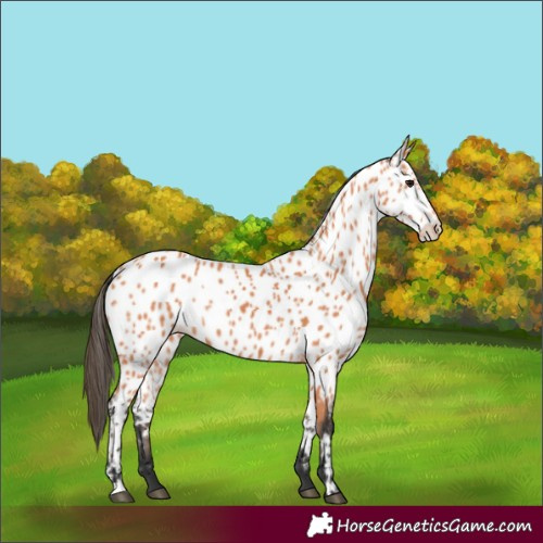 Horse Color:Bay Appaloosa