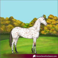 Horse Color:Bay Appaloosa