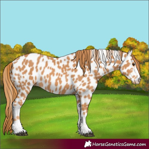 Horse Color:Chestnut Appaloosa 