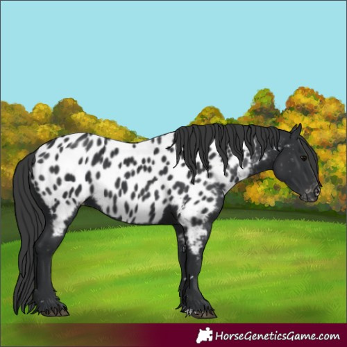 Horse Color:Black Appaloosa 