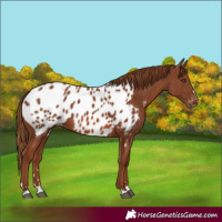 Horse Color:Chestnut Appaloosa