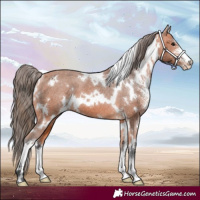 Horse Color:White Spotted Bay Sabino Appaloosa