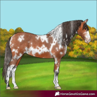 Horse Color:White Spotted Bay Sabino Appaloosa