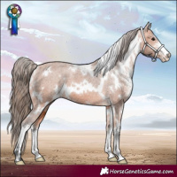Horse Color:White Spotted Bay Sabino Appaloosa