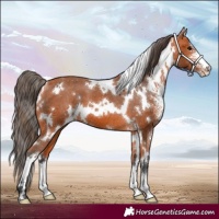 Horse Color:White Spotted Bay Sabino Appaloosa 