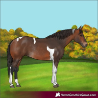 Horse Color:Bay Tobiano Rabicano 