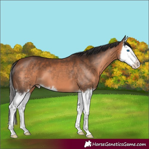 Horse Color:Bay Splash 