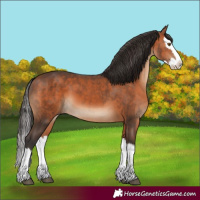 Horse Color:Bay Splash 