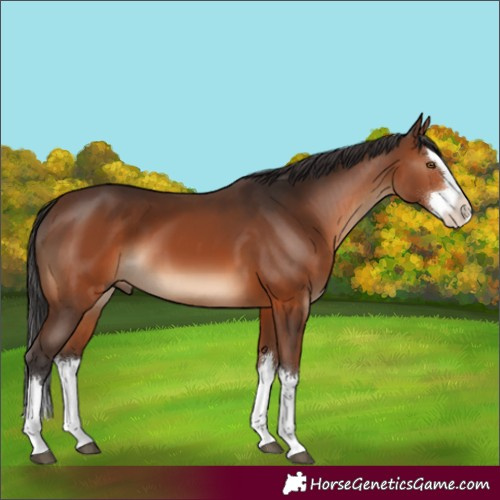 Horse Color:Brown Splash 