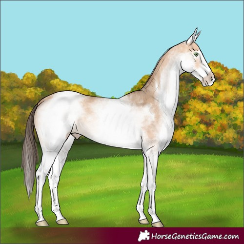 Horse Color:White Spotted Amber Champagne 