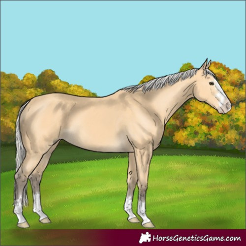 Horse Color:Silver Buckskin 