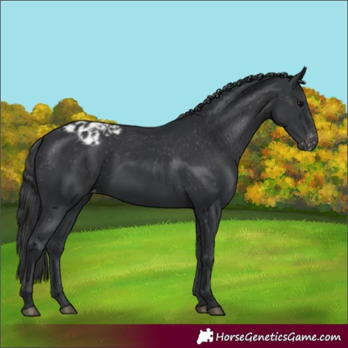 Horse Color:Black Appaloosa