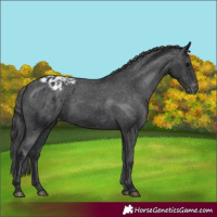 Horse Color:Black Appaloosa