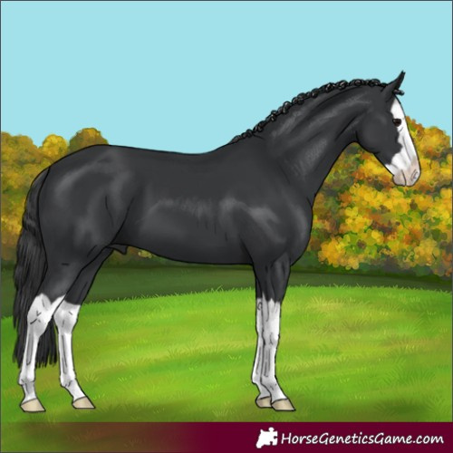 Horse Color:Black Splash 