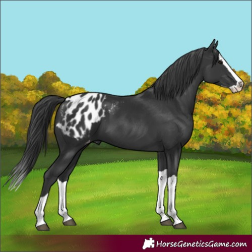 Horse Color:Black Splash Appaloosa 