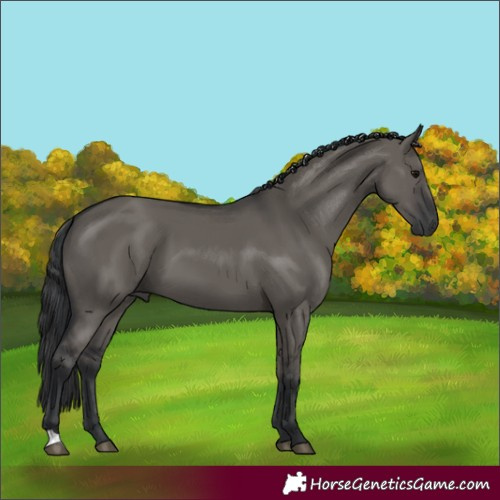 Horse Color:Grullo 