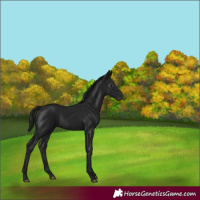 Horse Color:Gray Black 