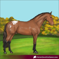 Horse Color:Bay Appaloosa 