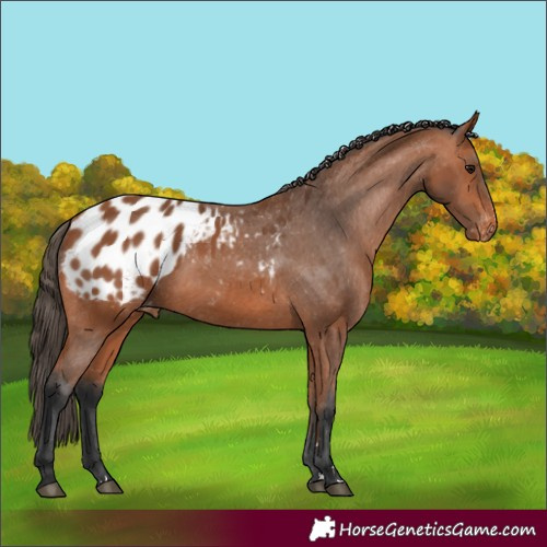 Horse Color:Bay Appaloosa 