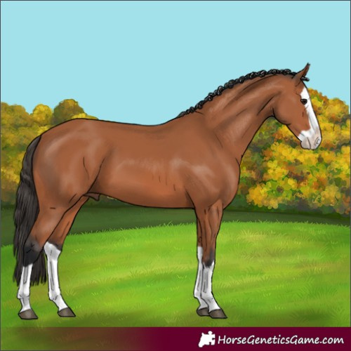 Horse Color:Bay Splash 