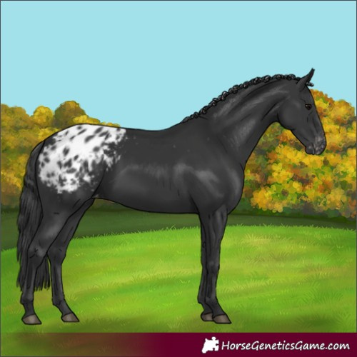 Horse Color:Black Appaloosa 