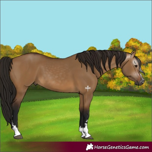 Horse Color:Gray Bay Dun 