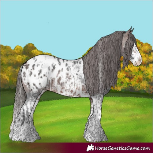 Horse Color:Brown Sabino Splash Appaloosa and Brown Sabino Splash Appaloosa Rabicano