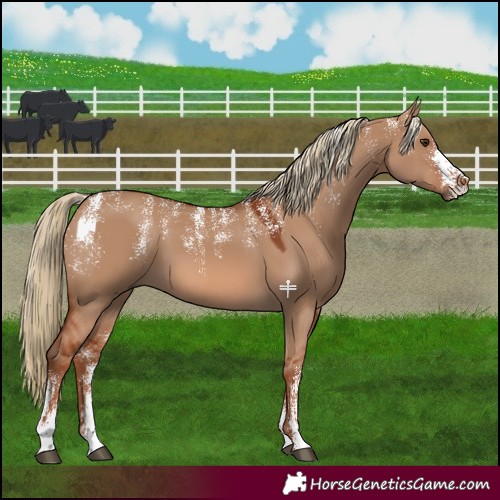 Horse Color:Powder White Red Dun 