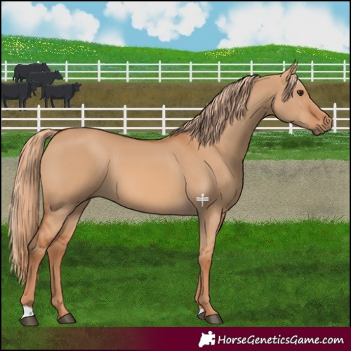 Horse Color:Red Dun 