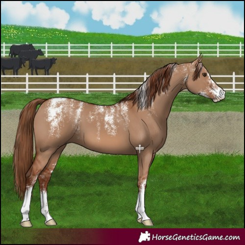 Horse Color:Powder White Red Dun 