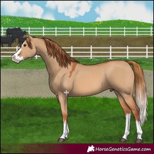 Horse Color:Red Dun Splash 