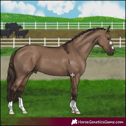 Horse Color:Liver Red Dun 