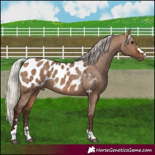 Horse Color:Silver Brown Dun Appaloosa 