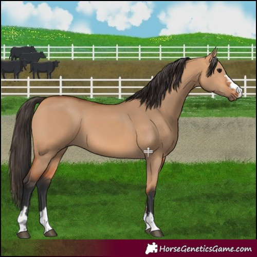 Horse Color:Bay Dun 