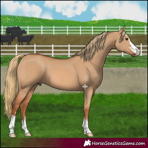 Horse Color:Red Dun 