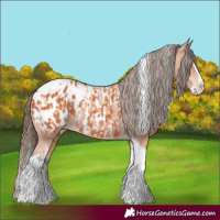 Horse Color:Bay Splash Tobiano Appaloosa and Bay Splash Tobiano Appaloosa