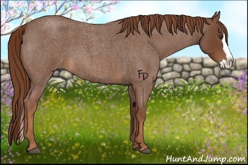 Horse Color:Red Roan Splash
