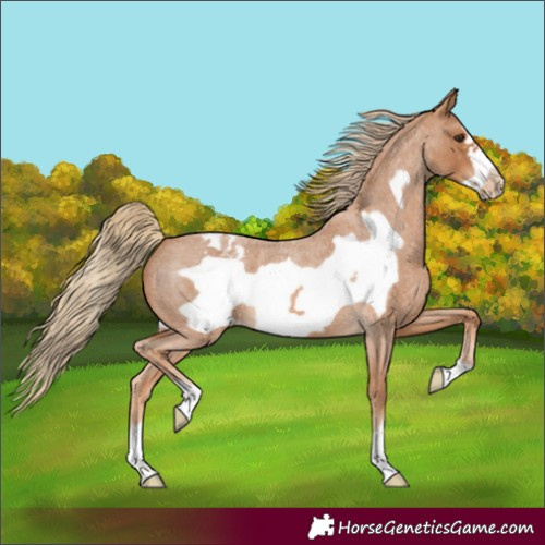 Horse Color:Red Roan Frame Appaloosa 