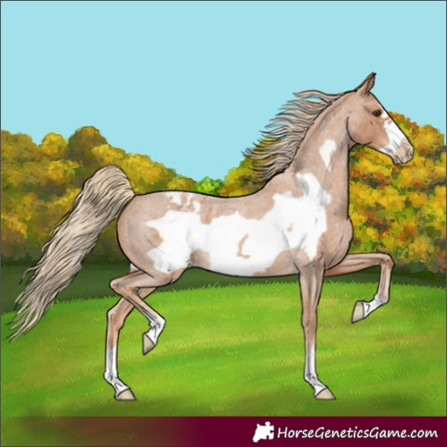 Horse Color:Red Roan Frame Appaloosa 