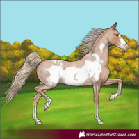 Horse Color:Red Roan Frame Varnish 