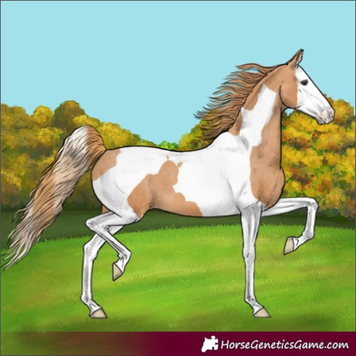Horse Color:Chestnut Splash Tobiano Appaloosa 