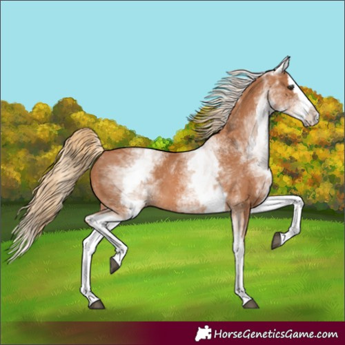 Horse Color:White Spotted Chestnut Splash 
