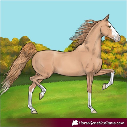 Horse Color:Gold Champagne Splash 
