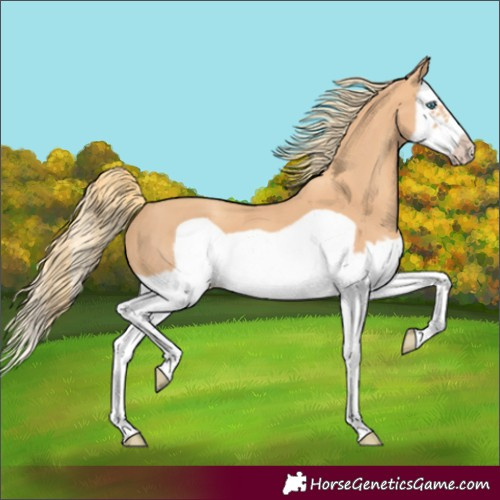 Horse Color:Gold Champagne Splash Frame 
