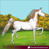 Horse Color:Chestnut Splash Frame 